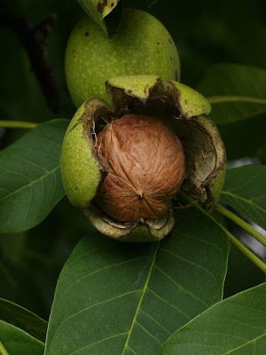En otoño se recolectan las nueces. En otoño se recolectan las nueces.